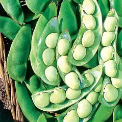 LIMAS, THOROGREEN - TREATED 50