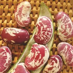 Limas, Giant Calico Pole - 1/2lb