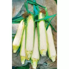 CORN, WH HICKORY KING OP-1LB EACH