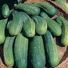 CUCUMBER, BOSTON PICKLING - 1/2 OZ