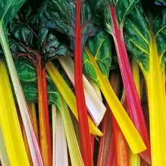 Swiss Chard, Northern Lights - 1/2lb
