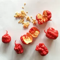 Peppers, Carolina Reaper - 500 Seed Count
