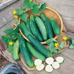 Cucumber, Sweet Success PS - 1,000 Seed Count