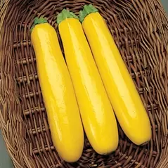 Squash, Gold Rush Hybrid 1,000 Seed