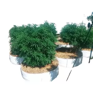 65 Gallon Grow Bag