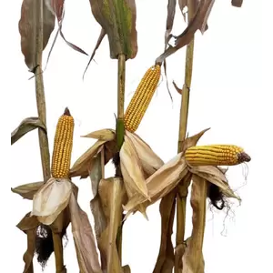 24P02 Corn Seed Hybrid - 55lb Bag