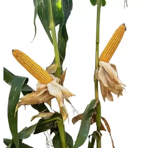 25D19 Corn Seed Hybrid - 55lb Bag