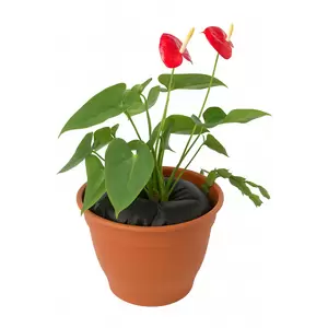 TD12 Twin Pack (For Containers-12 Inches)