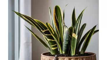 How to propagate a snake plant: Easy tips for multiplying your collection