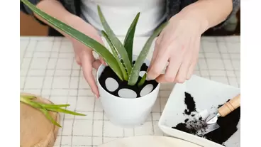 Aloe propagation: How to grow new aloe plants from pups and leaves