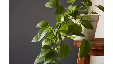 Propagating Pothos: Simple methods for growing new plants from cuttings