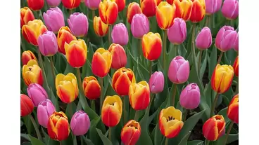 How to plant Tulip Bulbs for a gorgeous spring display: Timing and techniques