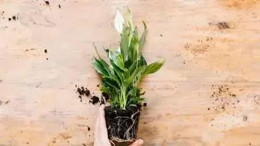 soil and plant growth