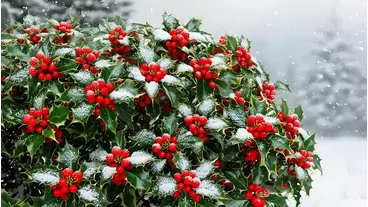 Nourish Your Holly Bushes with Holly Tone Fertilizer: A Complete Guide