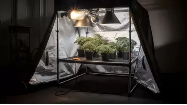 Top 5 Grow Tents to Optimize Your Indoor Garden