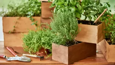 Best Herbs to Grow Indoors: Year-Round Freshness