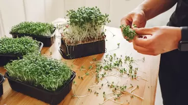 The Ultimate Guide to Growing Microgreens Indoors