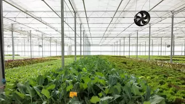 clean air solutions for growers