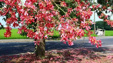 Best Flowering Trees to Add Color to Your Garden