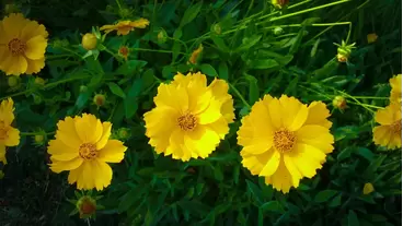 Coreopsis: A hardy perennial for sunny, colorful gardens