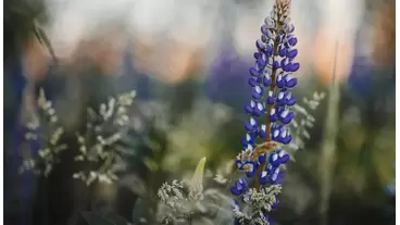 Veronica (speedwell): A low-maintenance perennial for any garden