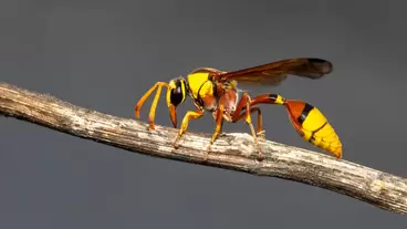 Top wasp sprays for quick and effective nest removal