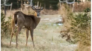 Best deer repellents for gardens and landscapes: Keep deer away naturally