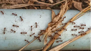 Best pet safe ant killers to protect your home without harm