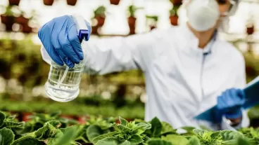 Top non-toxic weed killers for a safer, greener garden