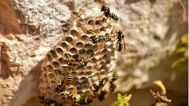 How to get rid of a wasp nest safely: Best DIY and professional solutions