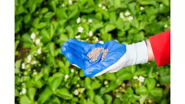 A Guide to Using SpeedZone Herbicide in Your Lawn