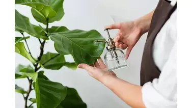 Pothos Plant Care