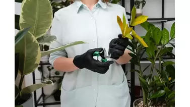 Rubber Plant Care