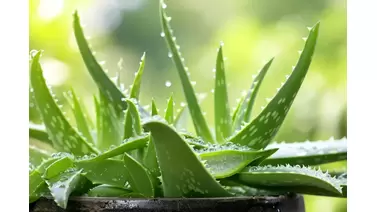 Aloe Vera Care: Tips for Growing This Healing Succulent