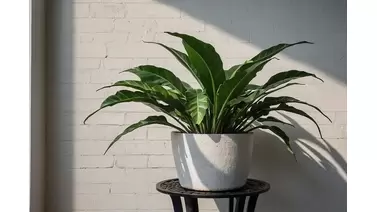 Cast Iron plant care: Tips for growing aspidistra indoors