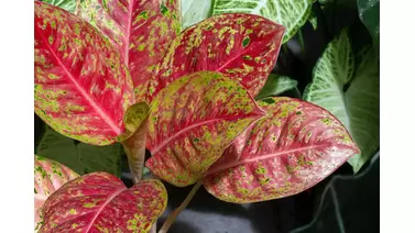 Chinese Evergreen care