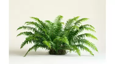 Boston Fern Care