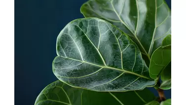 Fiddle Leaf Fig care