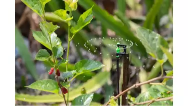 Organic Pest Control Meets Efficient Irrigation