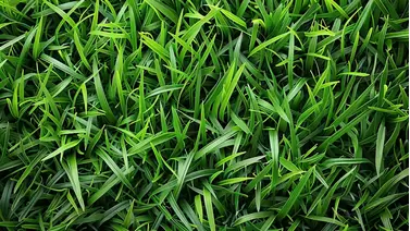 Achieve a healthy lawn: The best fertilizers for St. Augustine grass Achieve a healthy lawn: The best fertilizers for St. Augustine grass
