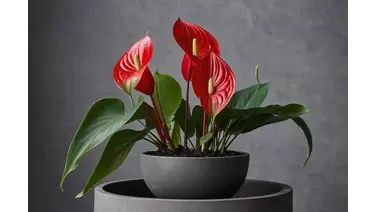 Anthurium care