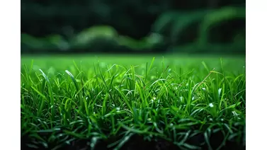 Maximize Bermuda Grass growth: The best fertilizers for a thriving lawn