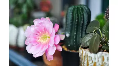 Christmas Cactus care: How to encourage festive blooms