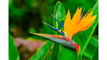 Bird of Paradise care: Growing strelitzia for exotic blooms