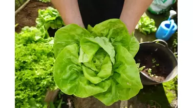 How to grow lettuce: Your guide to fresh greens from seed to harvest