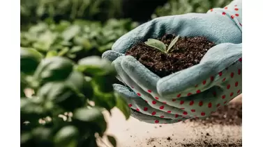 impact of fertilizers on the nitrogen cycle