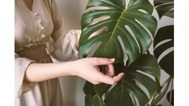 Repotting Monstera: When and how to give your monstera more room to grow