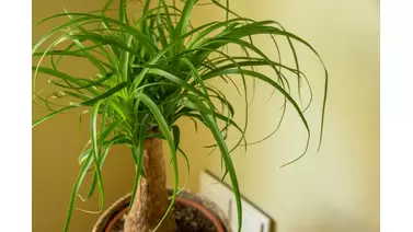 Ponytail Palm care: Tips for a thriving beaucarnea