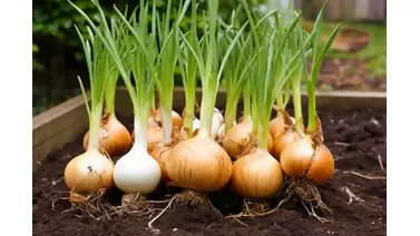 Growing onions: Easy steps to plant, care, and harvest onions at home