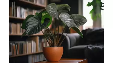 Alocasia Black Velvet care: Tips for growing this unique aroid - Growcycle